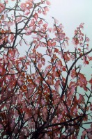 /album/fenykepgaleria/alomra-varva-jpg/